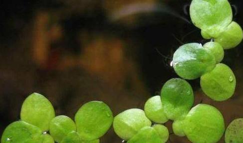 蟹池可种植的水草种类