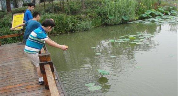 池塘鱼鳖混养