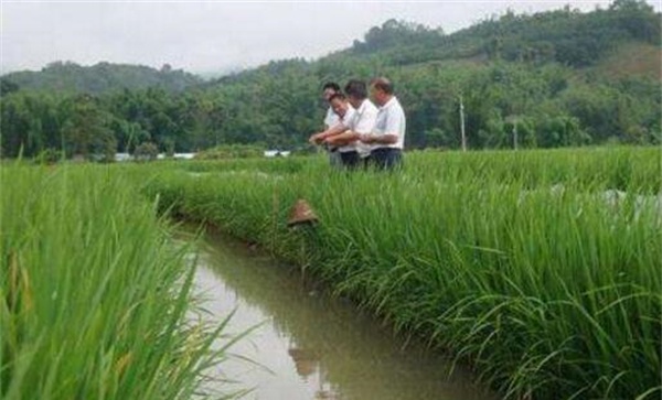 养虾稻田应具备哪些条件