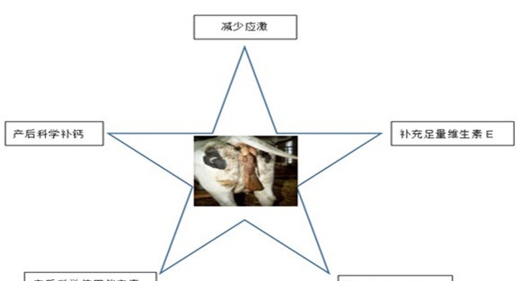 奶牛子宫内膜炎的治疗方法