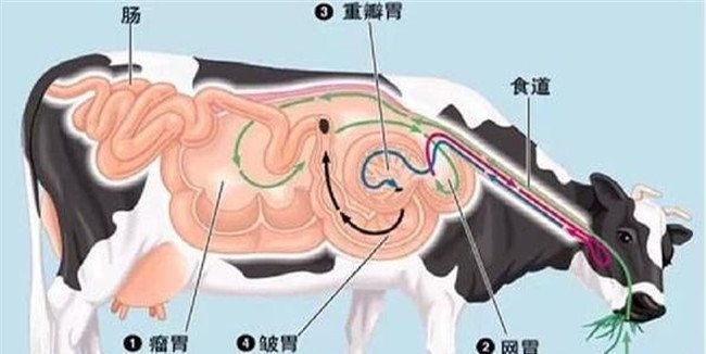 牛食道阻塞的发病原因、症状表现与治疗方法