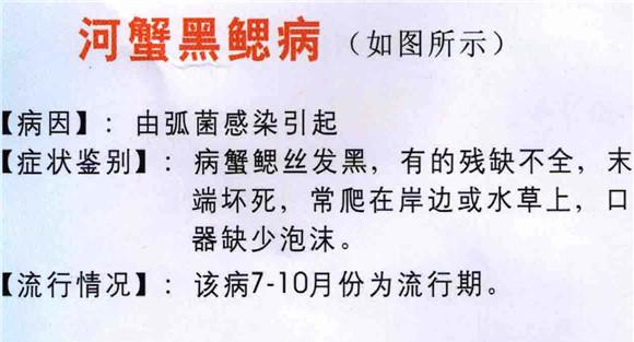 河蟹黑鳃病的症状、预防与治疗方法