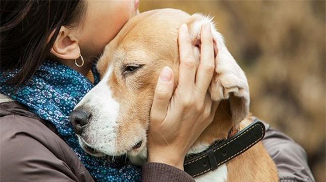 怎样喂养年老犬