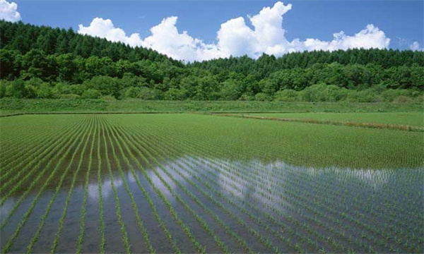 稻田养鳅方法