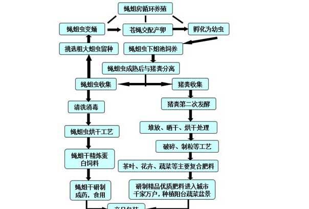 苍蝇饲养管理方法