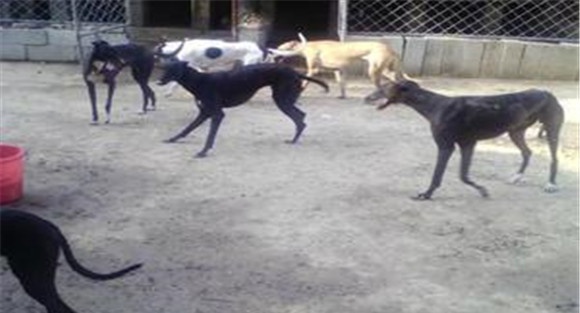 推荐三个各具特色的优秀肉用犬品种