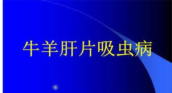 羊肝片吸虫病的临床症状