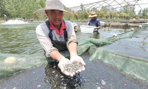 加州鲈鱼受精卵孵化管理