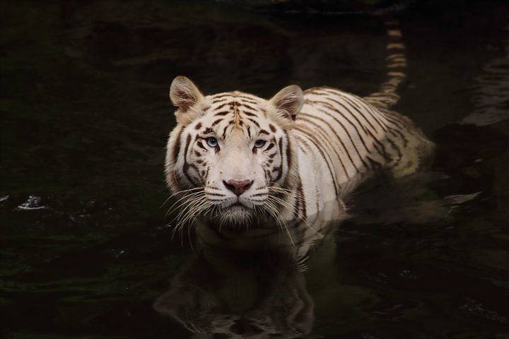 猪场疫病防控的重点是哪些疫病