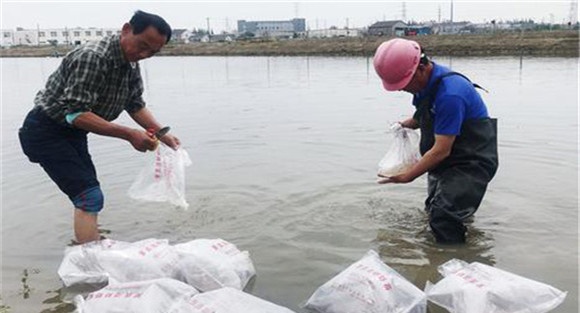 罗氏沼虾苗种放养须知