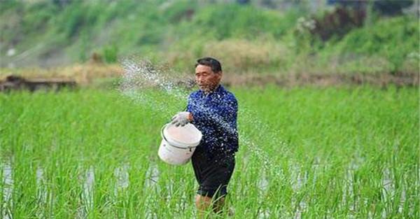 水稻直播高产栽培技术四要点