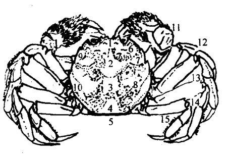 河蟹的外部构造是怎样的