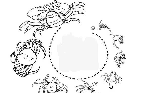 河蟹大眼幼体的生活习性