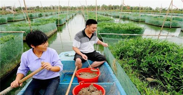 网箱养殖黄鳝的放养、投喂和病害防治