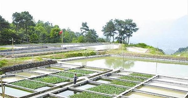 泥鳅苗池建造