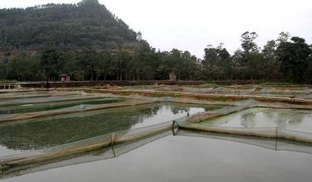 泥鳅养殖成本和利润分析