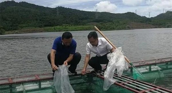 加州鲈鱼如何进行食性驯化