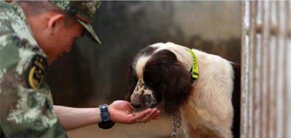 训犬时主人对训犬效果会有什么影响