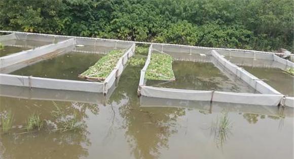 水蛭养殖池建造技术