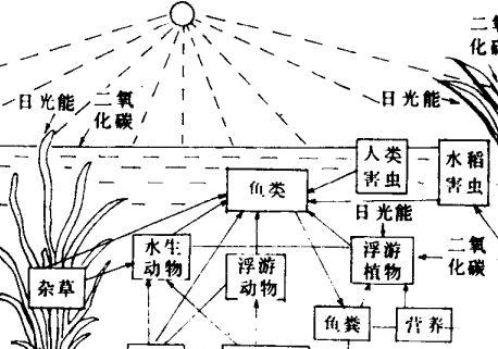 鱼池的光照条件对鱼的生长发育有何影响