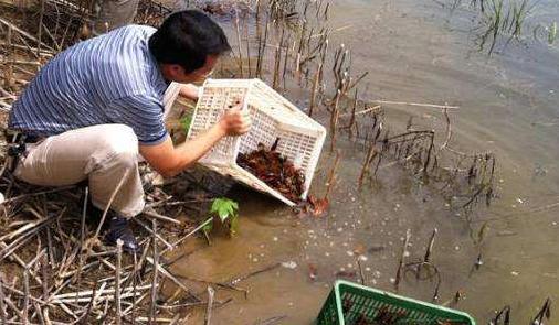 小龙虾吃什么食物