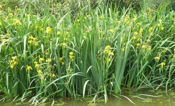 哪些池塘适宜水培植物