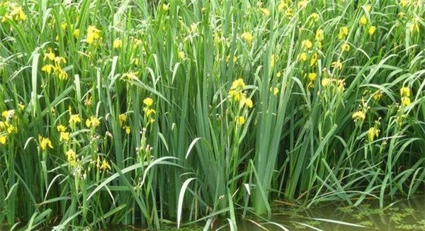 植物性饵料