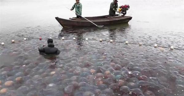 海蜇养殖回捕率低的原因和解决办法