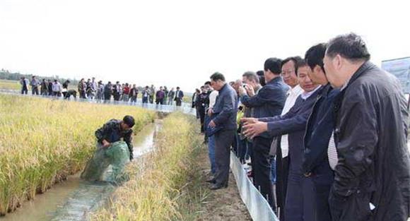 稻田养鱼技术要点