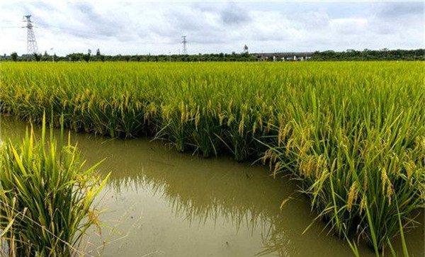 稻田养鱼省去了繁重的除草劳动