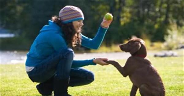 训练和调教犬的基本要领和主要手段