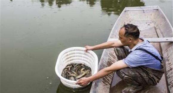 泥鳅暂养技术：如何做好泥鳅暂养工作