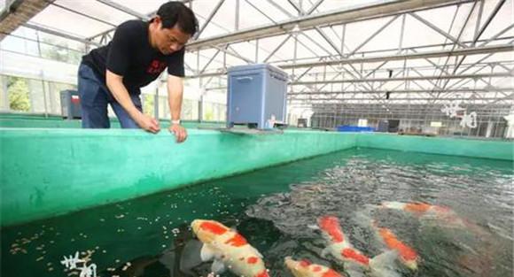 锦鲤饲料投喂