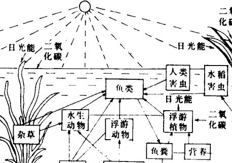 怎样从生态学角度来理解稻田养鱼的好处