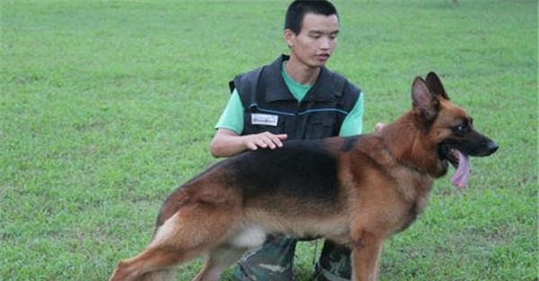 因犬制宜，区别对待