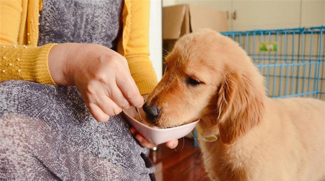 如何给犬喂药