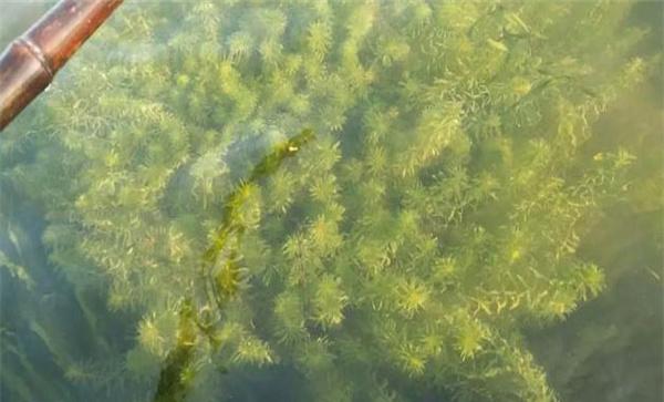 青苔对水产养殖好处