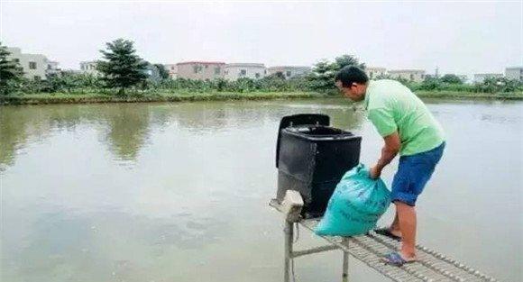 夏季池塘养鱼要加强饲料投喂