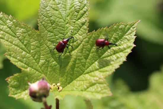 怎样预防老鼠、蚂蚊侵害地鳖虫