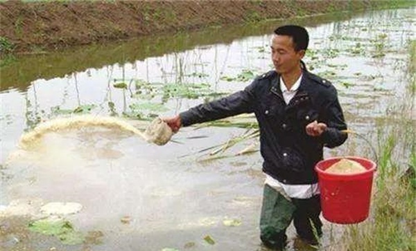 饲料投喂技术要点