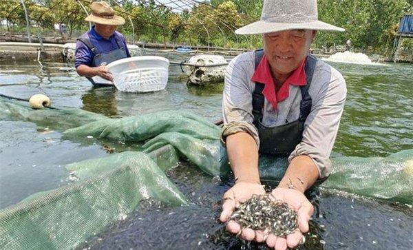 加州鲈鱼夏花鱼种饲养法