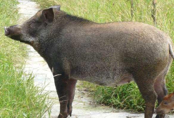 野猪饲养方法