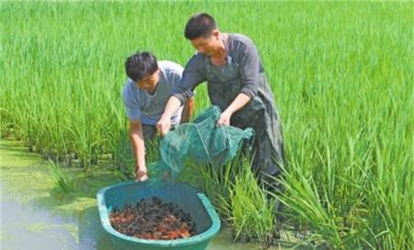 养龙虾用什么饲料最好