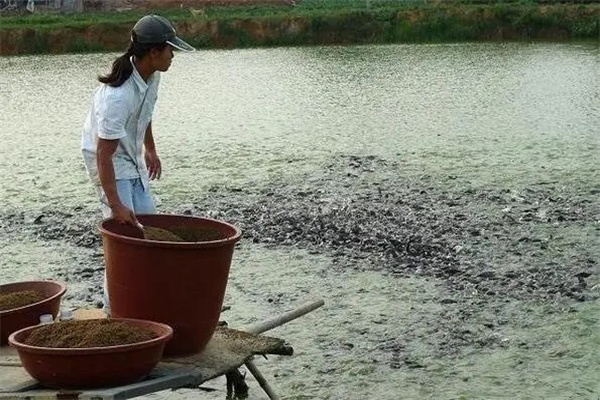 怎样用鸡粪养鱼