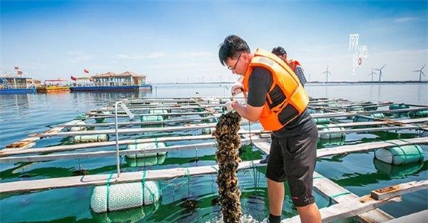 养殖扇贝大量死亡的原因