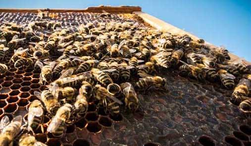 怎样防止越冬蜜蜂的大量死亡